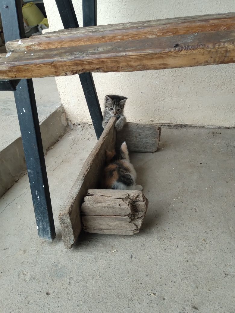 Отдам котят в хорошие руки домашние