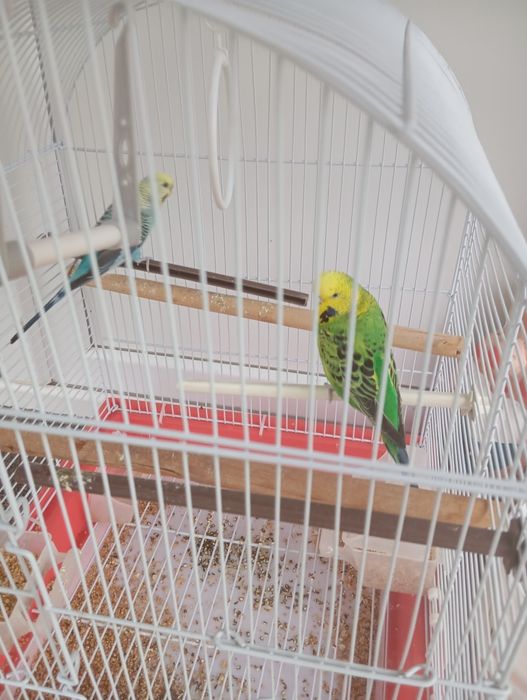 Papagali peruși pereche