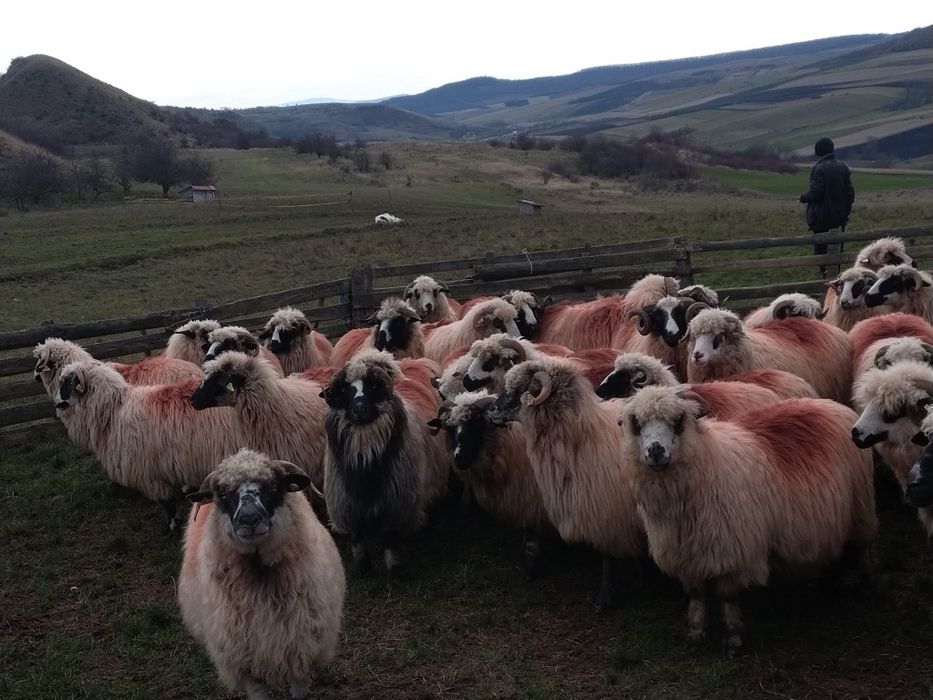 Vând 60 de oi tinere