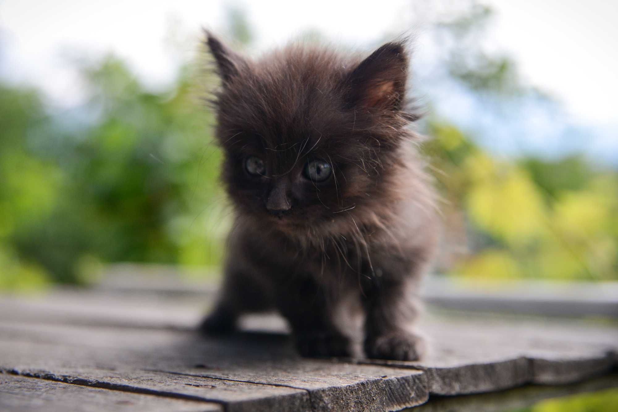 Котёнок (девочка)