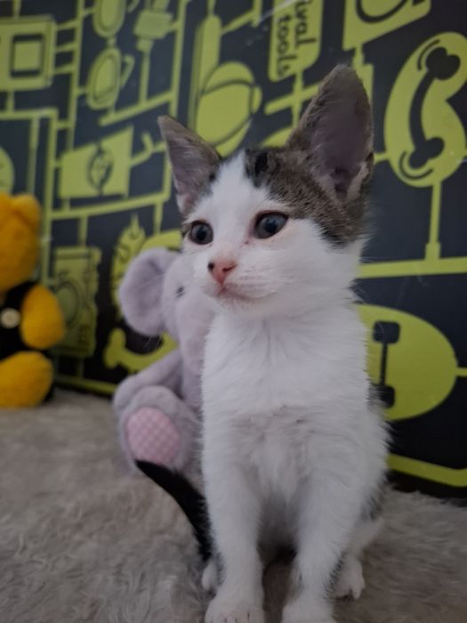 Много сладко 1,5 месечно мъжко котенце