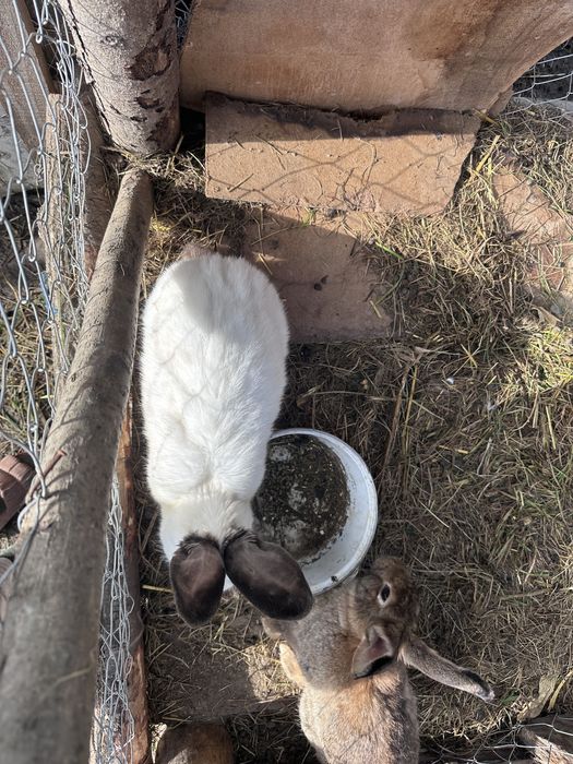 Vand iepuri de diferite marimi