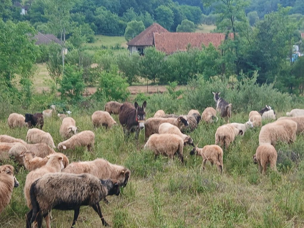 Vand 2 madarite forte cuminti invatate LA oi una este gestanta