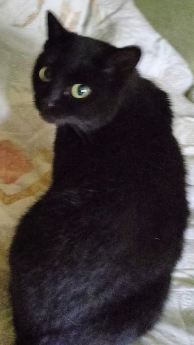 Кошечка ищет дом