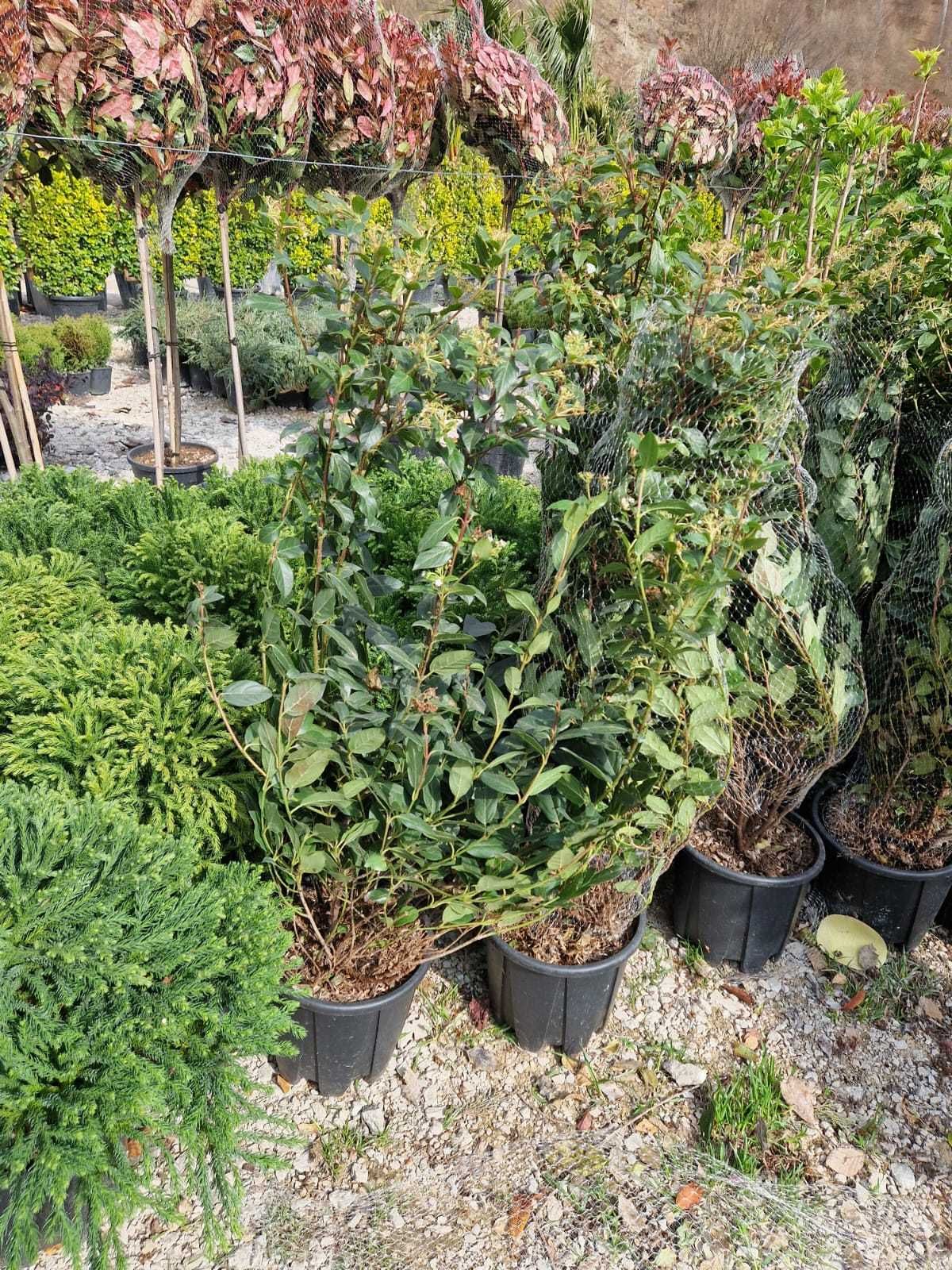 Plante ornamentale direct de la producător, calitate garantată