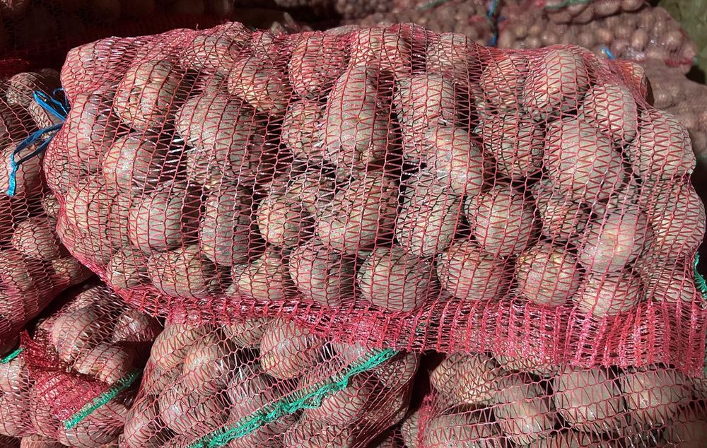 Vand cartofi consum si samanta