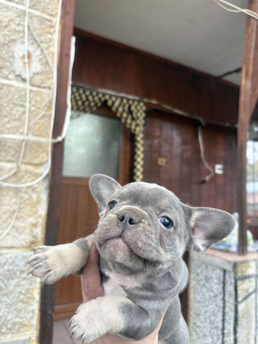 Френски Булдоци сини и блу тен