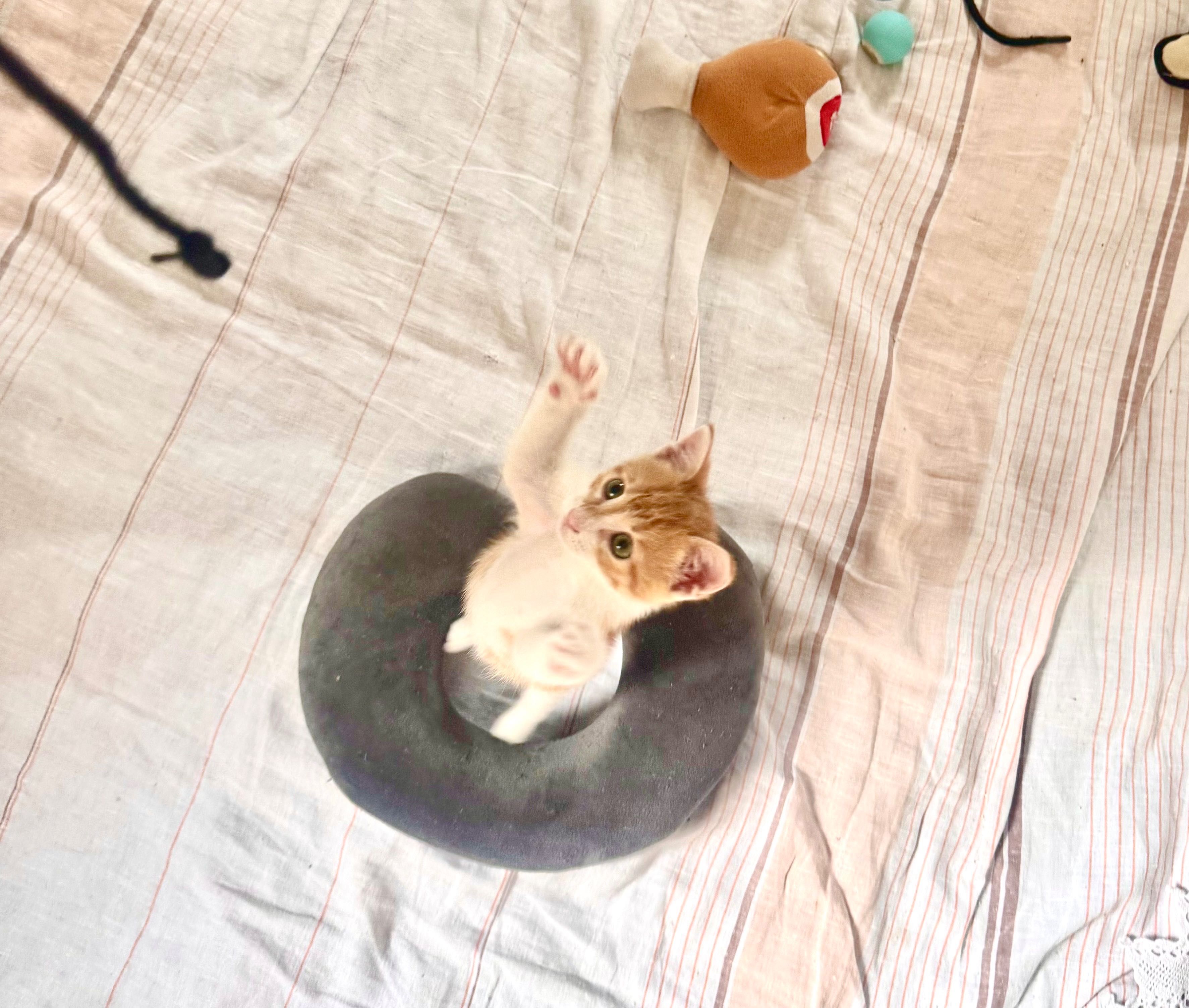 Подарявам коте / котенце