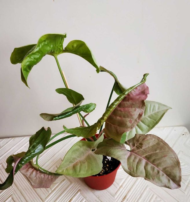 Молодой сингониум Конфетти Триколор