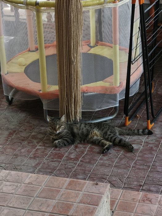 Батут - манеж продается