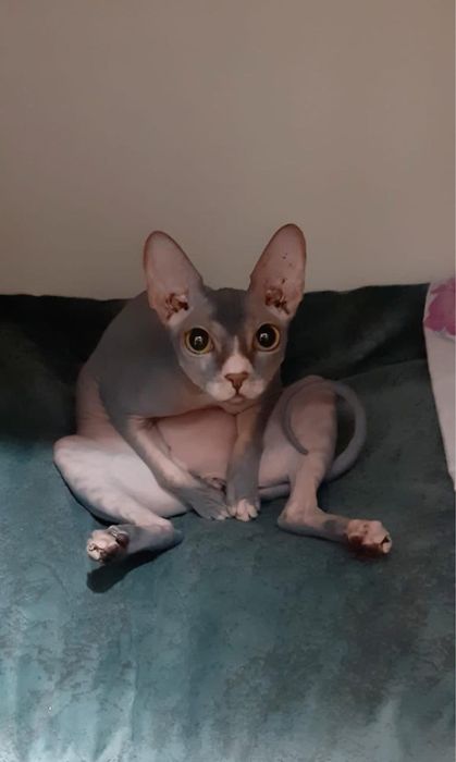 Продам кошку сфинкса