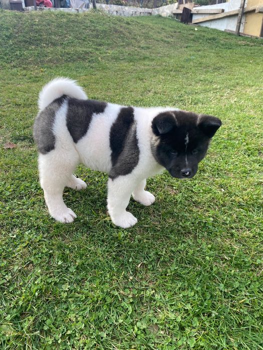 Американска акита