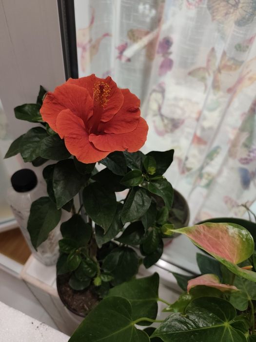 Floare hibiscus roșie