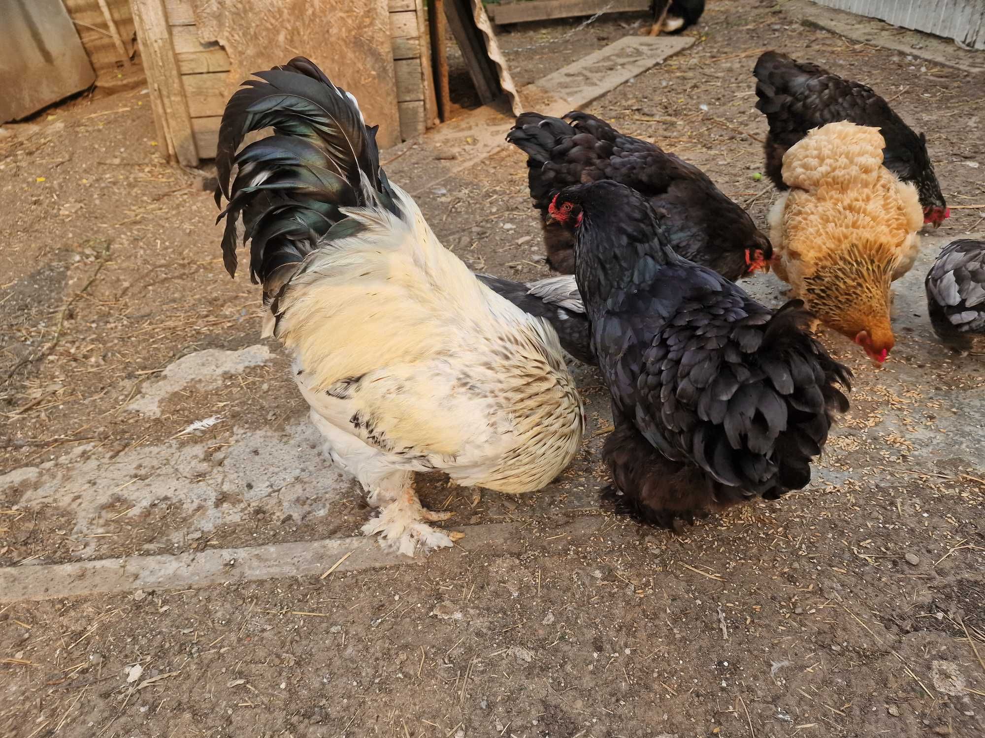Gaini si cocoș Brahma