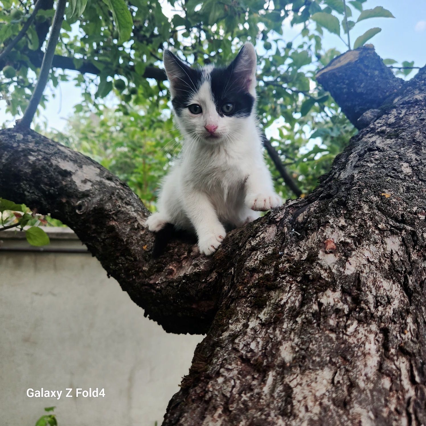 Подарявам сладки котенца