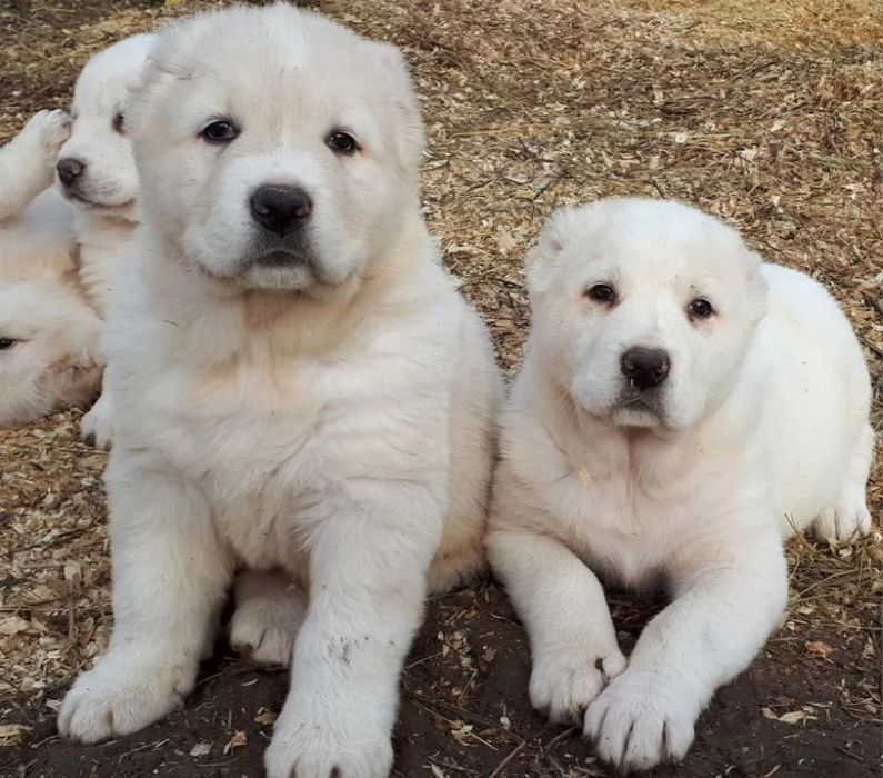 Алабай 3 айлык а