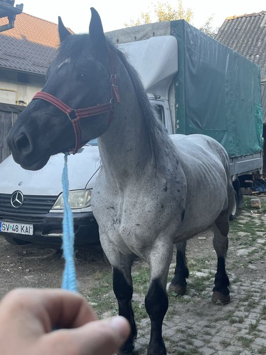 De vanzare harmasar de 4 ani garantat de ham