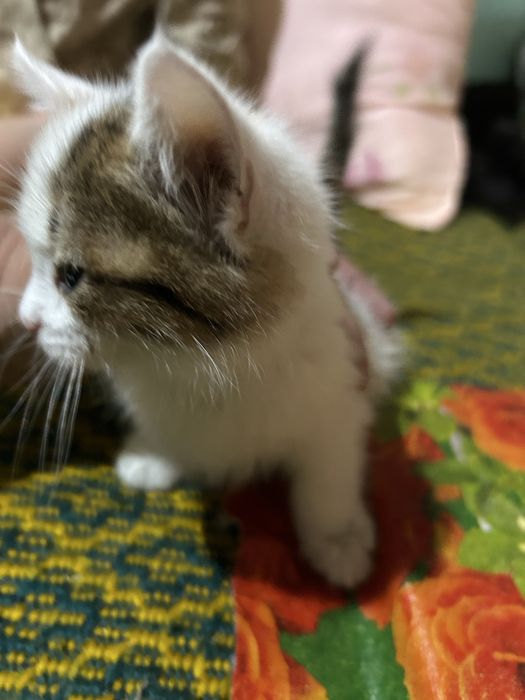 Котенок домашний, чистинький, кушает сам