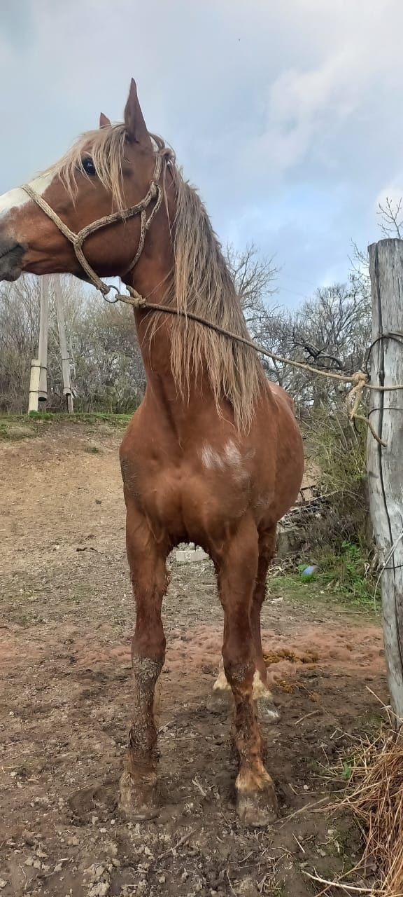 Айгыр, жеребец, лошадь