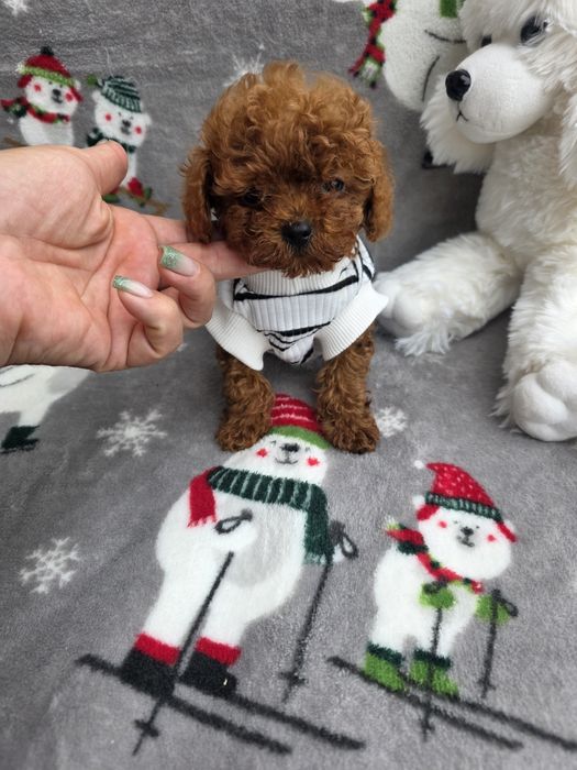 Тийкъп момче/ Tea cup/ с документ за произход