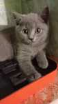 British shorthair