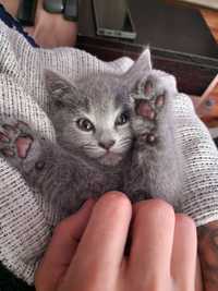 British shorthair