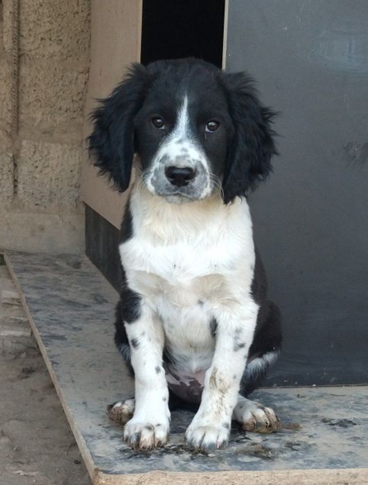 В продаже Русские спаниели