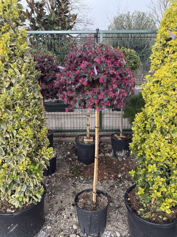 Vând plante ornamentale calitate extra !