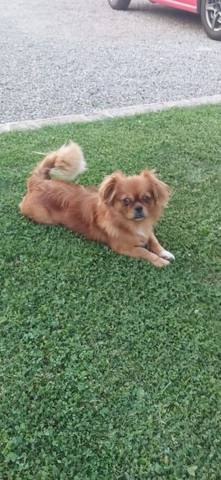 Vând puii de pechinez imperial