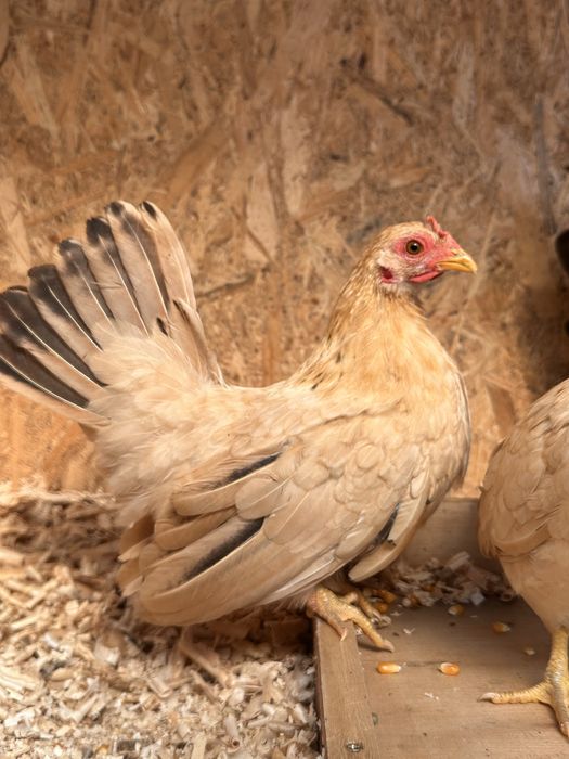 Closca Chabo cu  6 pui si tineret Chabo