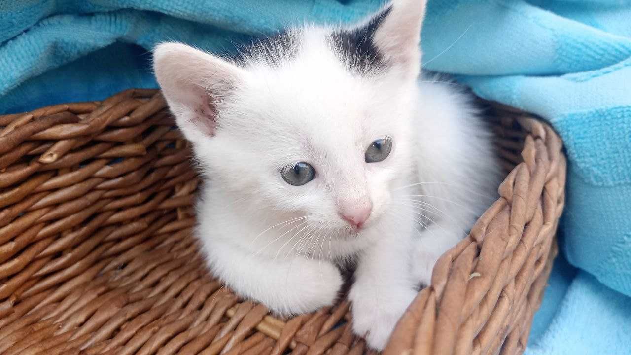4 котенца, момичета, търсят дом