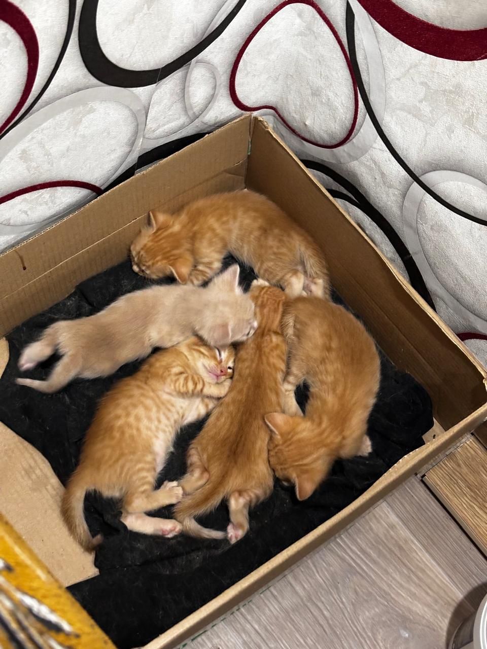 Котята в добрые руки