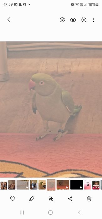 Vând papagal Micul Alexander