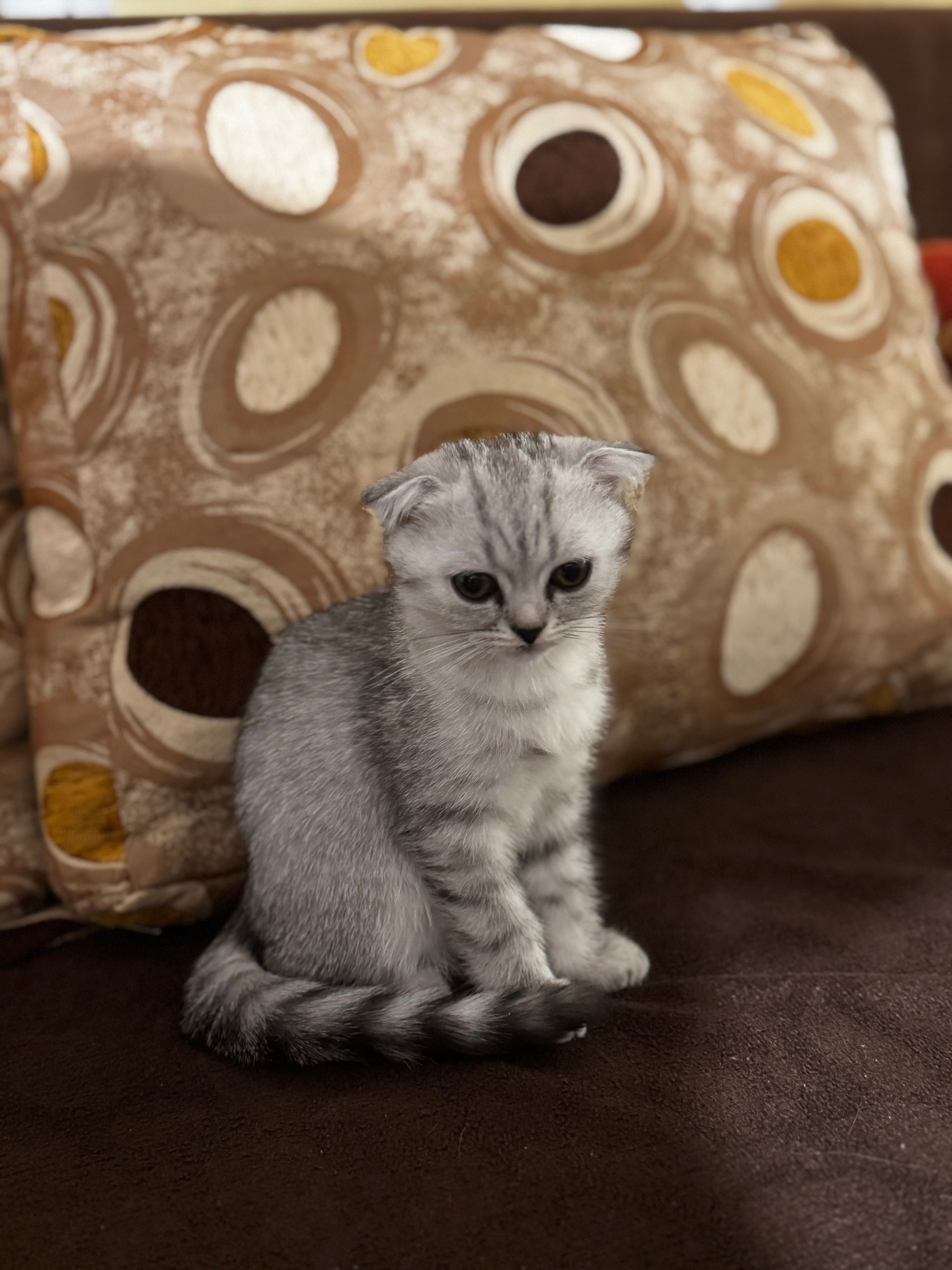 Продавам шотландско клепоухо котенце – момиченце