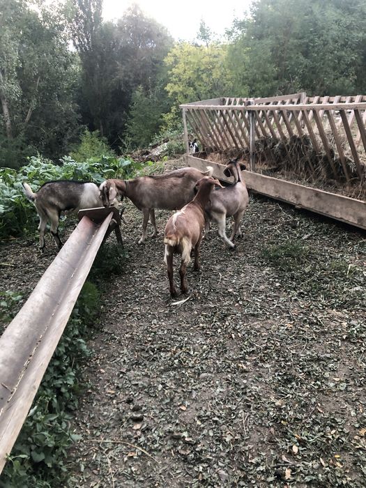 Capra cu doua iedute