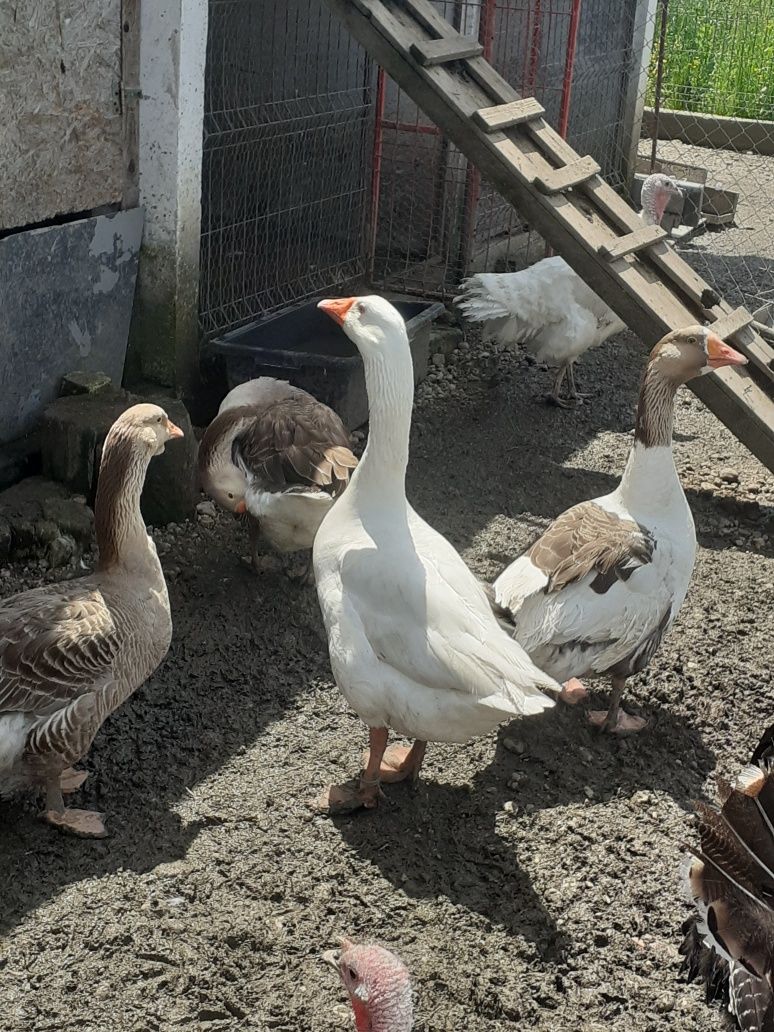 VAND Gâște EDEN si Toulouse