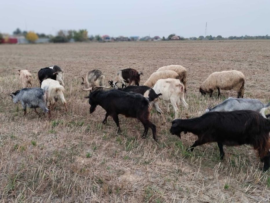 Vând capre bune de lapte