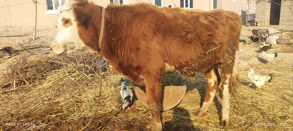 Õkitcha boqiladigan