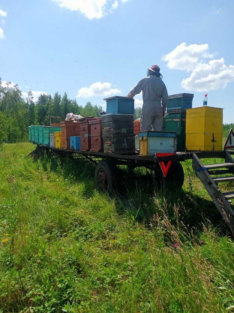 Продам пчелоприцеп