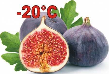 Producator Butasi MUR anul 2 Thornfree, Stoloni capsuni, Smochin Agris