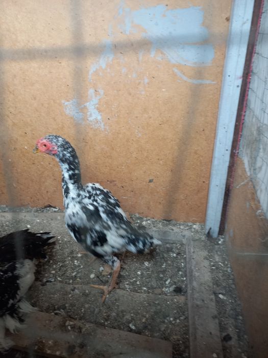 Япон хурозлар сотилади