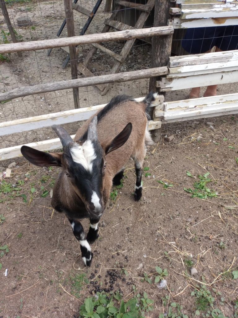 Vând țapisor de patru lunii!