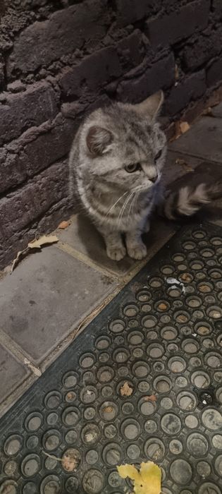 Отдам в добрые руки