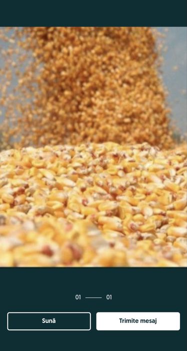 Porumb boabe pioneer si dekalb