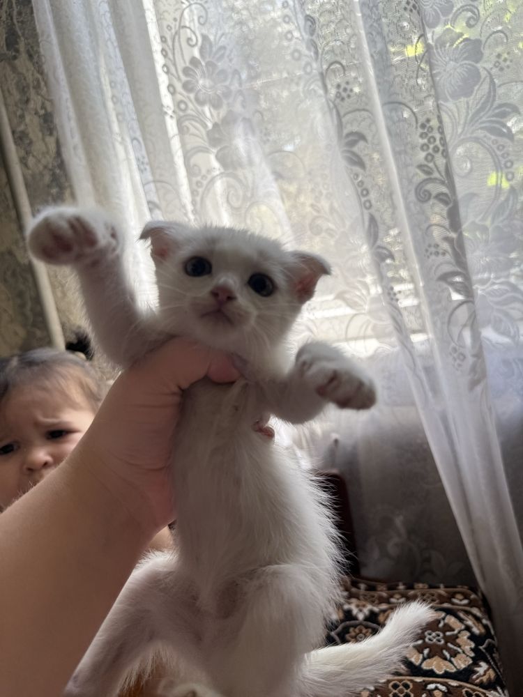 Отдадим котят в хорошие руки!!!