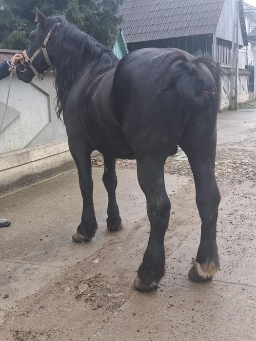 De vânzare sau schimb cu animale de abator