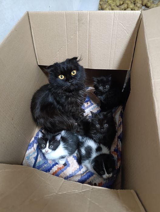 Котята! Умные! Красивые!