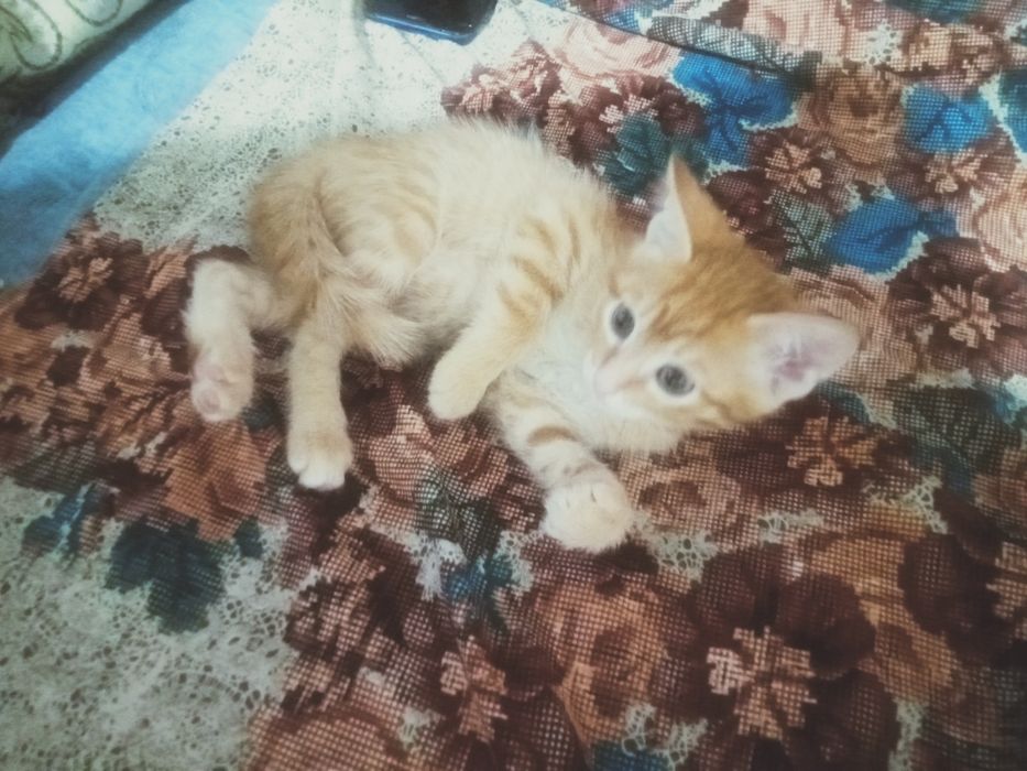 Котенок котенок котенок