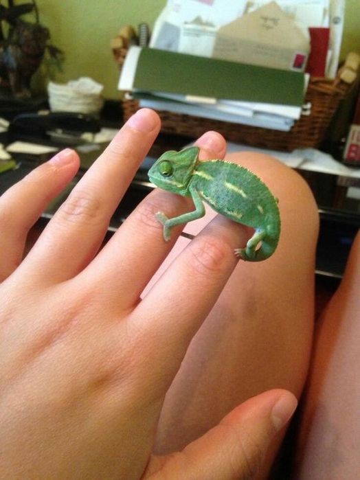 Cameleon de vanzare