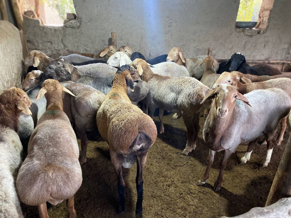 Aqiqa va qurbonlik uchun qoylar bor